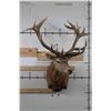 Image 2 : BIG 21-Point RED STAG Shoulder Mount