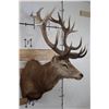 Image 3 : BIG 21-Point RED STAG Shoulder Mount