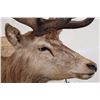 Image 4 : BIG 21-Point RED STAG Shoulder Mount