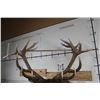 Image 7 : BIG 21-Point RED STAG Shoulder Mount
