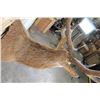 Image 8 : BIG 21-Point RED STAG Shoulder Mount