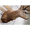 Image 9 : BIG 21-Point RED STAG Shoulder Mount