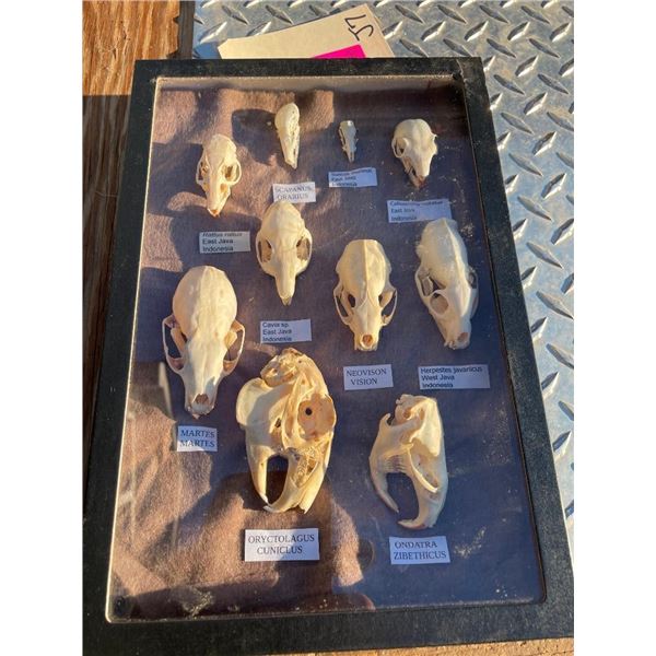 (10) Different kinds of RODENT, PINE MARTEN, MINK & SHREW Skulls with Scientific names (ONE$)
