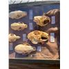 Image 3 : (10) Different kinds of RODENT, PINE MARTEN, MINK & SHREW Skulls with Scientific names (ONE$)