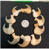 Image 2 : (10) MOUNTAIN LION or COUGAR Front Thumb or Dew Claws in a Glass Display Case (ONE$)