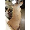 Image 11 : KAFUE LECHWE Shoulder Mount