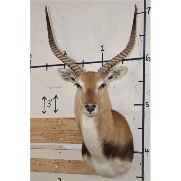 KAFUE LECHWE Shoulder Mount