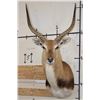 Image 1 : KAFUE LECHWE Shoulder Mount