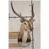 Image 2 : KAFUE LECHWE Shoulder Mount