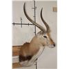 Image 3 : KAFUE LECHWE Shoulder Mount