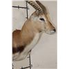 Image 7 : KAFUE LECHWE Shoulder Mount