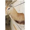 Image 9 : KAFUE LECHWE Shoulder Mount