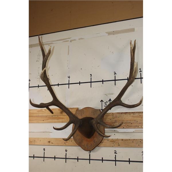 XL Mounted 14-Point ELK Antler Rack on a Nice Fractal Wood Burned Plaque