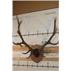 Image 1 : XL Mounted 14-Point ELK Antler Rack on a Nice Fractal Wood Burned Plaque