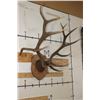 Image 3 : XL Mounted 14-Point ELK Antler Rack on a Nice Fractal Wood Burned Plaque