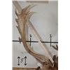 Image 10 : XXL 21-Point FALLOW DEER Shoulder Mount