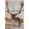 Image 1 : XXL 21-Point FALLOW DEER Shoulder Mount