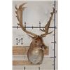 Image 2 : XXL 21-Point FALLOW DEER Shoulder Mount