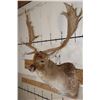 Image 4 : XXL 21-Point FALLOW DEER Shoulder Mount