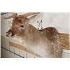 Image 5 : XXL 21-Point FALLOW DEER Shoulder Mount