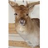 Image 6 : XXL 21-Point FALLOW DEER Shoulder Mount
