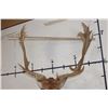 Image 9 : XXL 21-Point FALLOW DEER Shoulder Mount