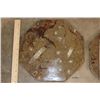 Image 4 : Set of (4) Polished ORTHOCERAS and AMMONITE Fossil Dinner Plates (ONE$)