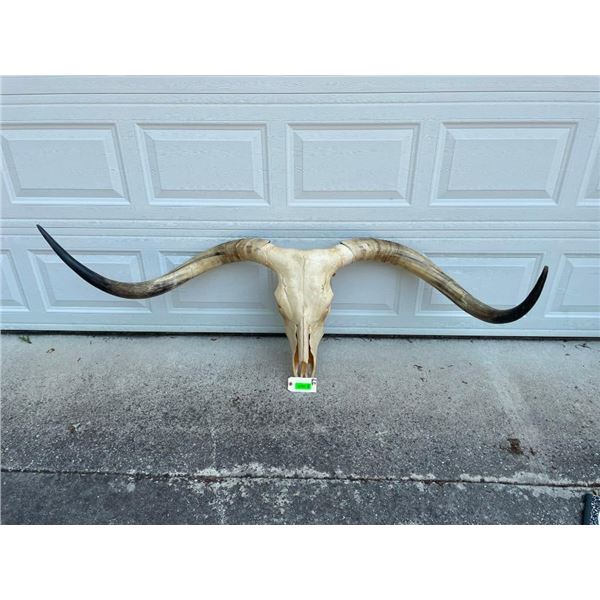 Huge Texas LONGHORN STEER Skull with Removable Horns
