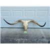 Image 1 : Huge Texas LONGHORN STEER Skull with Removable Horns
