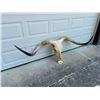 Image 2 : Huge Texas LONGHORN STEER Skull with Removable Horns