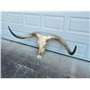 Image 3 : Huge Texas LONGHORN STEER Skull with Removable Horns
