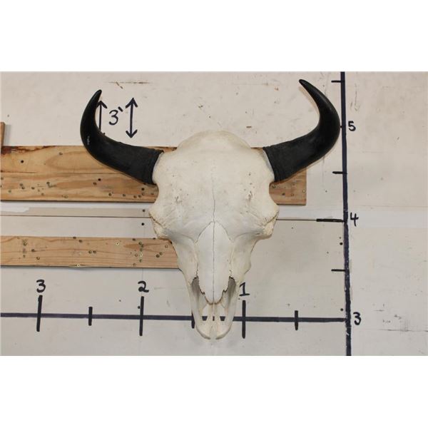 XXL BISON/BUFFALO Skull with a Wire Hanger
