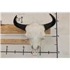 Image 1 : XXL BISON/BUFFALO Skull with a Wire Hanger