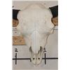 Image 6 : XXL BISON/BUFFALO Skull with a Wire Hanger