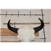 Image 8 : XXL BISON/BUFFALO Skull with a Wire Hanger