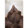 Image 11 : Double Felted Chocolate Phase BLACK BEAR Rug with its Mounted Head