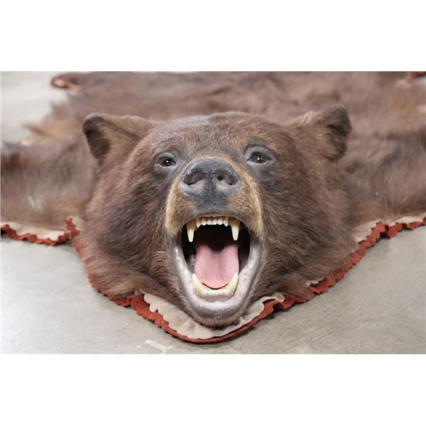 Double Felted Chocolate Phase BLACK BEAR Rug with its Mounted Head