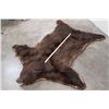 Image 3 : Double Felted Chocolate Phase BLACK BEAR Rug with its Mounted Head