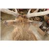 Image 11 : XL 12-Point ELK Shoulder Mount