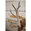 Image 12 : XL 12-Point ELK Shoulder Mount