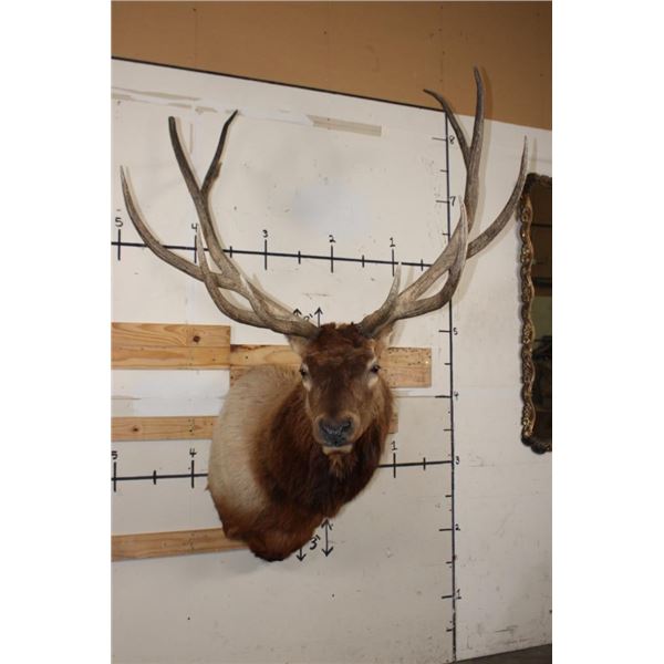 XL 12-Point ELK Shoulder Mount