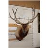Image 1 : XL 12-Point ELK Shoulder Mount