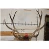 Image 2 : XL 12-Point ELK Shoulder Mount