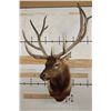 Image 3 : XL 12-Point ELK Shoulder Mount