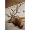 Image 4 : XL 12-Point ELK Shoulder Mount