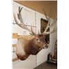Image 5 : XL 12-Point ELK Shoulder Mount