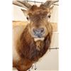 Image 7 : XL 12-Point ELK Shoulder Mount