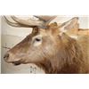 Image 8 : XL 12-Point ELK Shoulder Mount