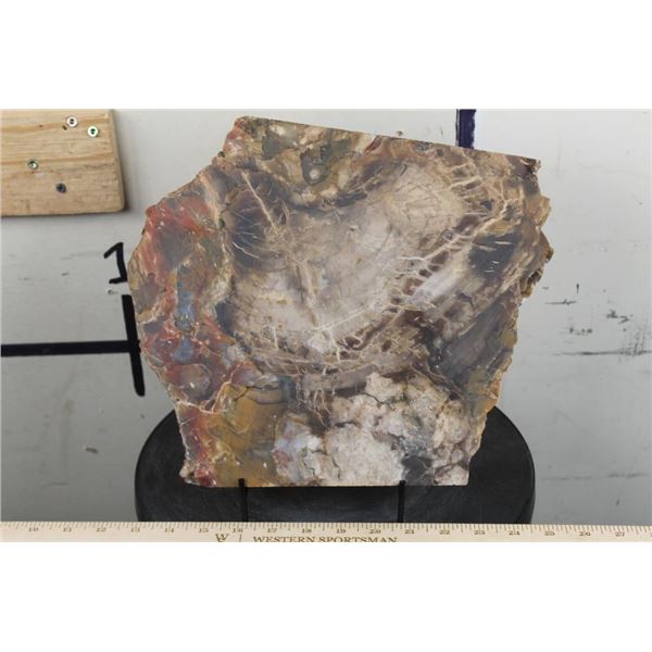 BIG 9lb 7oz Natural Arizona Rainbow PETRIFIED WOOD Slab Slice with Stand