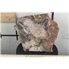 Image 4 : BIG 9lb 7oz Natural Arizona Rainbow PETRIFIED WOOD Slab Slice with Stand
